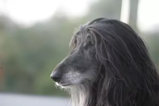 How to Care for The Afghan Hound