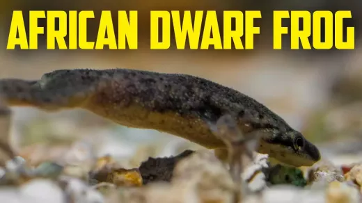 Keeping an African Dwarf Frog