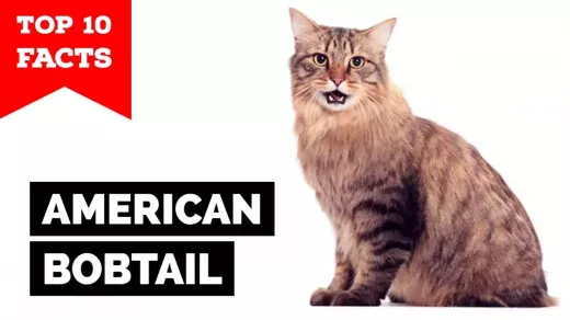 The Unusual American Bobtail Cat