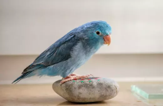 Important Facts About the Parrotlet