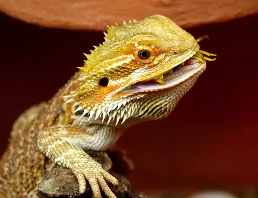 How to Care for a Bearded Dragon
