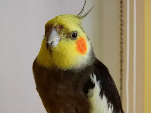 What are Cockatiels Like as Pets?