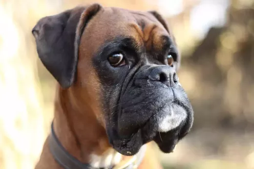 Personality and Characteristics of Boxer Dogs