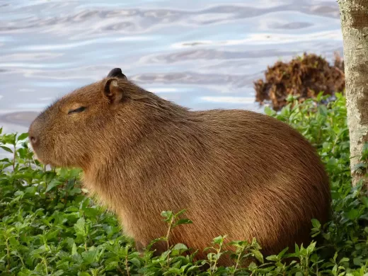 How to Care for a Capybara at Home