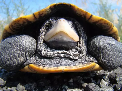 All You Need to Know About Caring for Terrapins