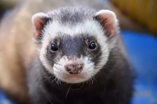 A Guide to Owning a Pet Ferret