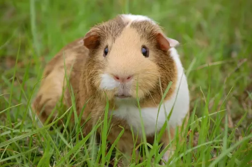 Everything You Need to Know About Guinea Pigs