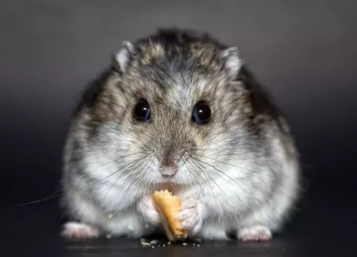 All You Need to Know About Keeping Hamsters