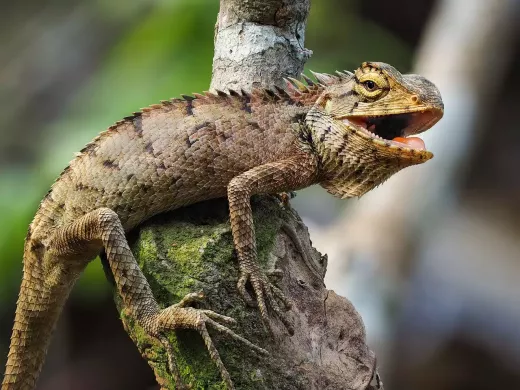 The Social and Intelligent Iguana