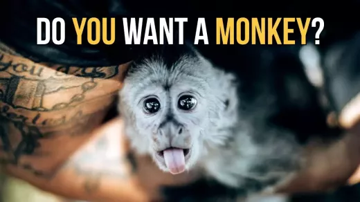 Having a Monkey as a Pet