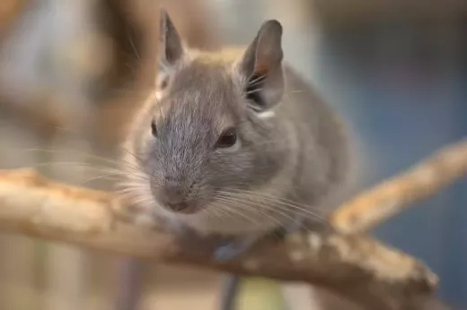 Why You Should Keep Chinchillas as Pets