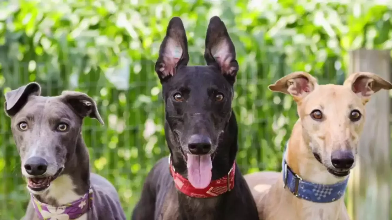 The Mission of Greyhound Pets of America