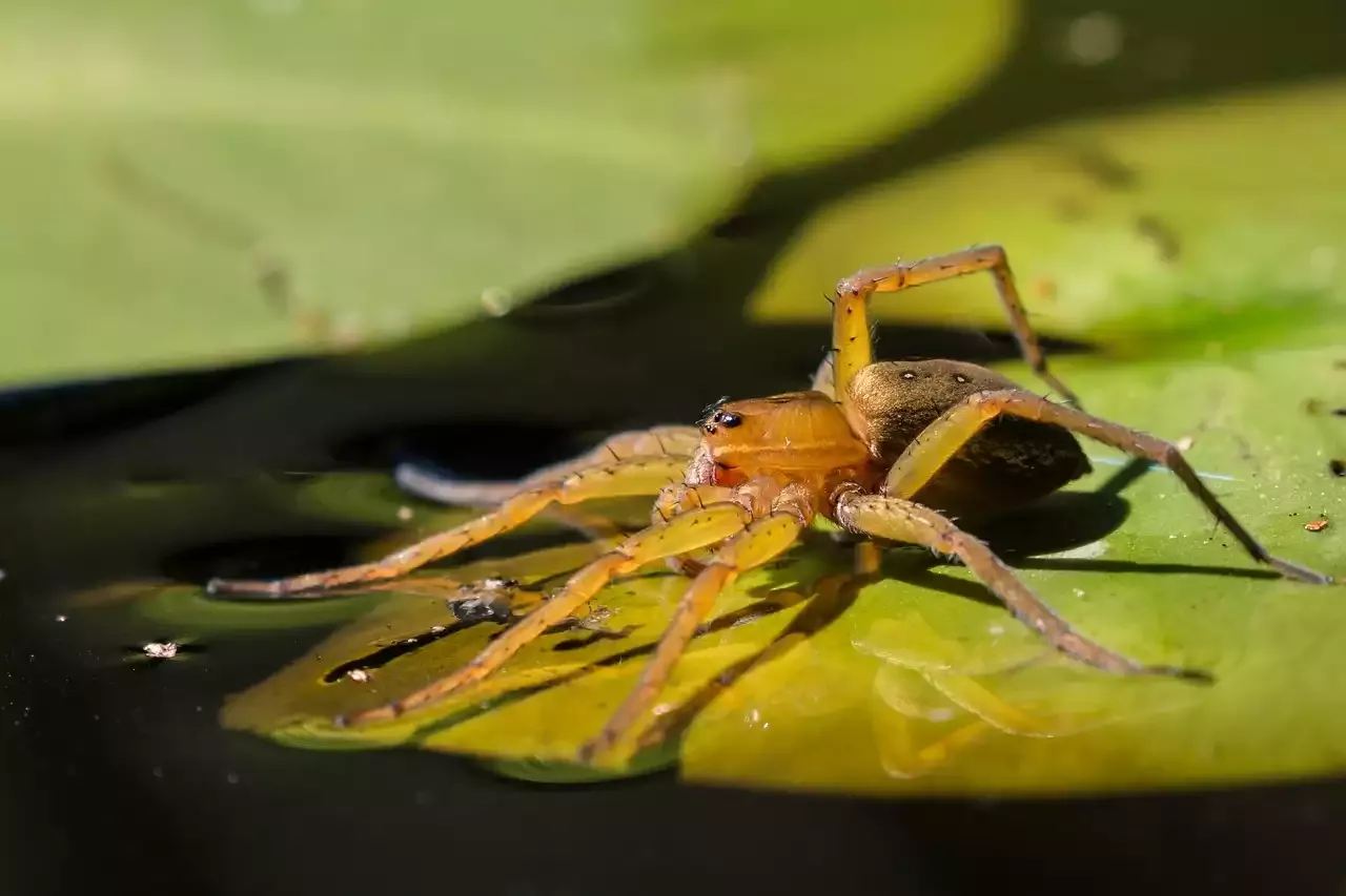 Keeping a Fishing Spider at Home